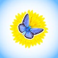 Beautiful blue butterfly - Icarus Polyommatus sitting on a yellow flower isolated on white and blue background.